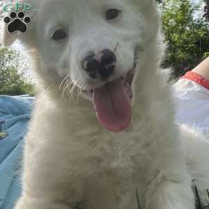 Artic, Border Collie Puppy